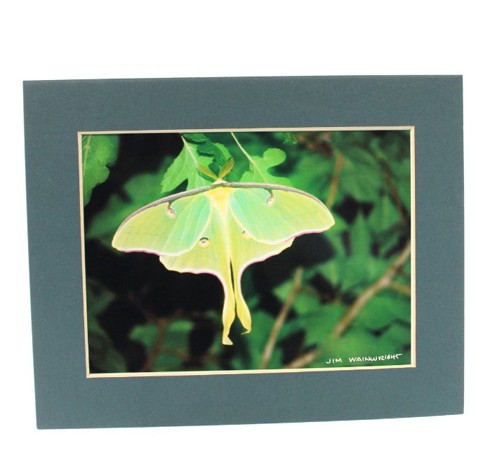 Jim Wainwright Luna Moth Print