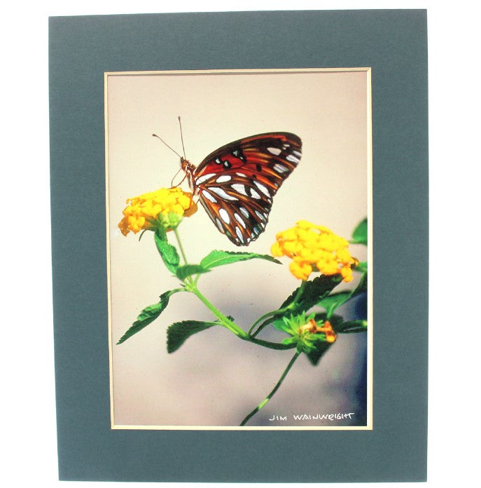 Jim Wainwright  Butterfly on Flower Print