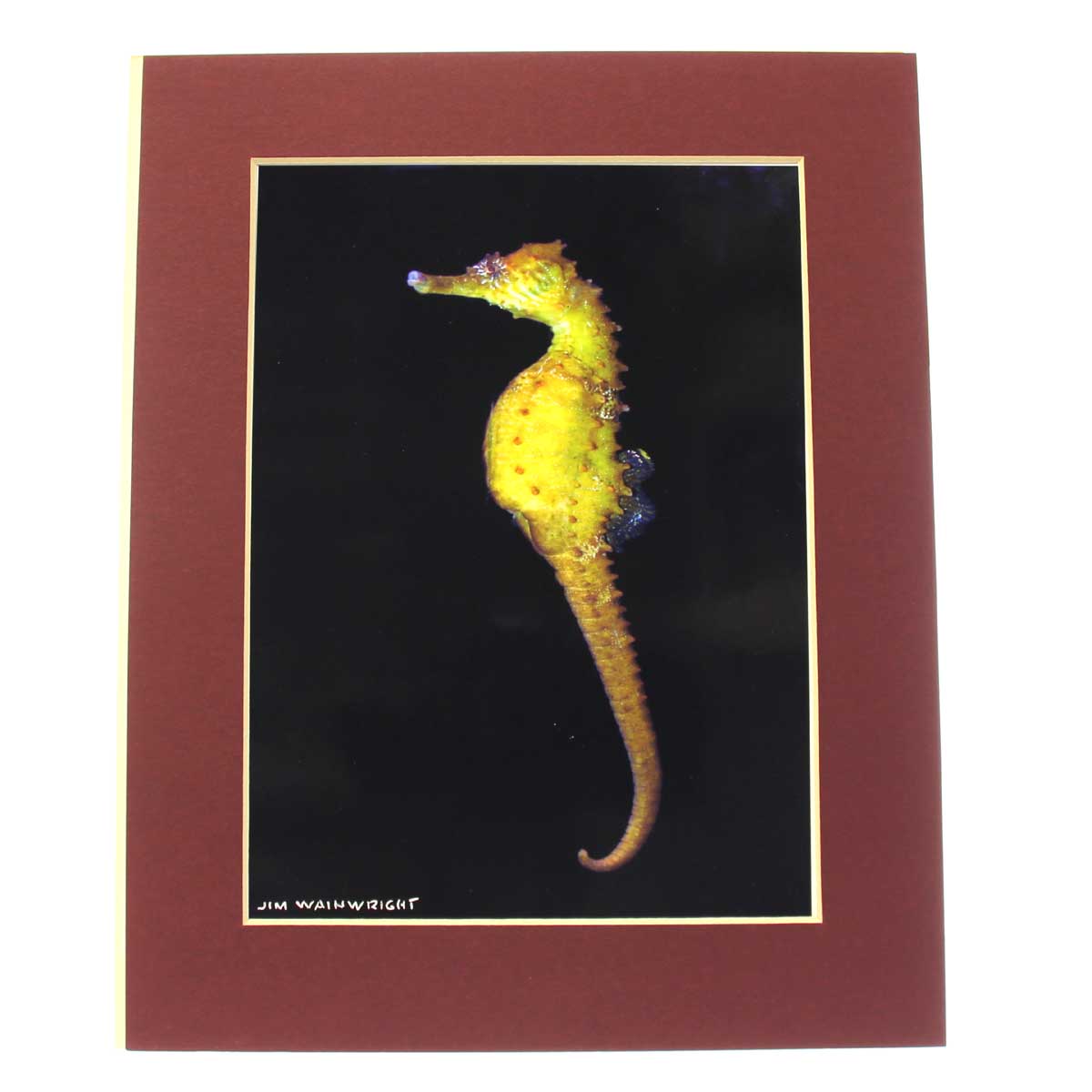 Jim Wainwright Yellow Seahorse Swimming